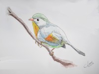 /album/pintura/ruisenor-del-japon-jpg/